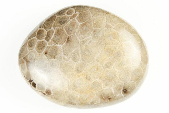 Polished Petoskey Stone (Fossil Coral) - Michigan #197460